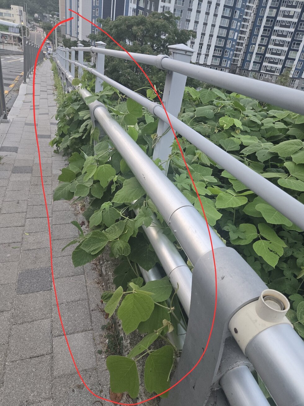 식물이 인도 침범