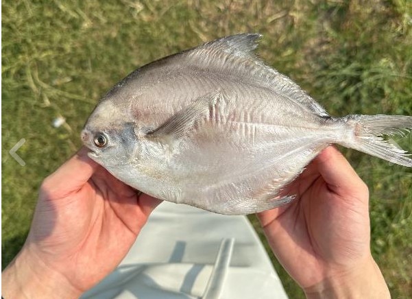 수산한청년 반건조 병어 3마리